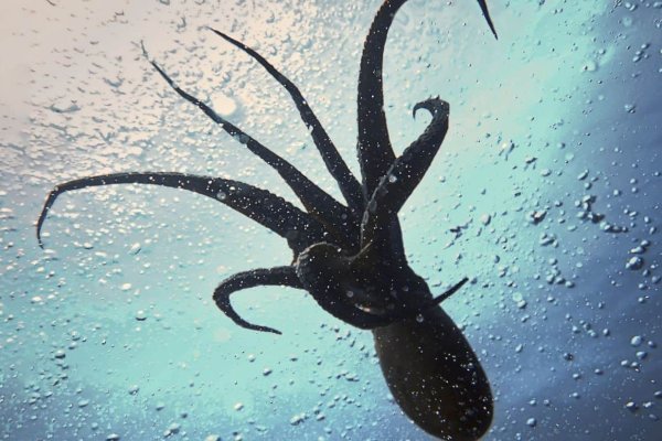 Kraken купить клад